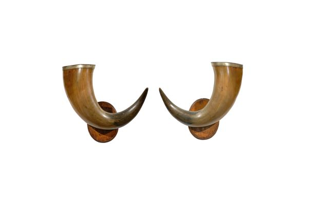 Pair of English Late 19th Century Horns with Silver Rim, Mounted on Wooden Plate