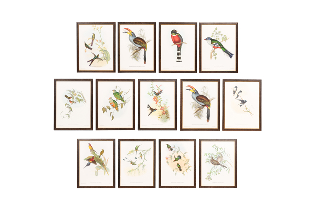 Framed 20th Century Gould Bird Prints, set of 13