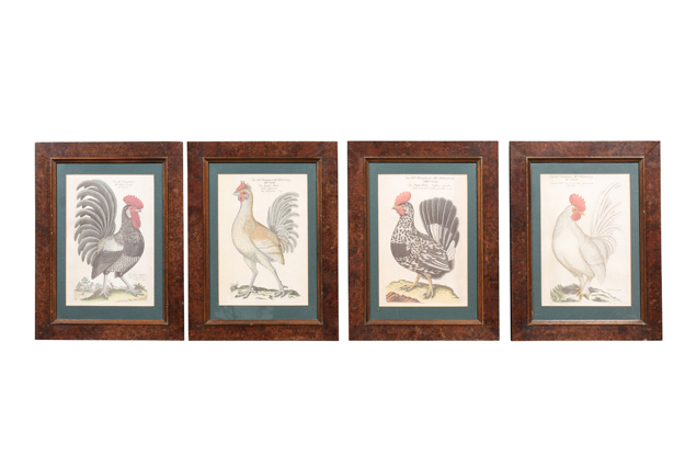 Turn of the Century German Cockerel Prints in Burr Walnut Frames, Set of Four