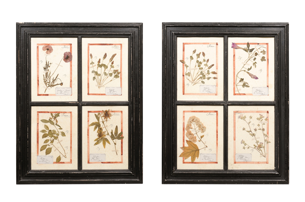 20th Century French Herbarium Quad Frames - 2 Available