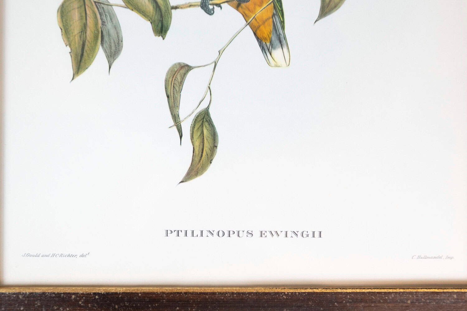 Framed 20th Century Gould Bird Prints, 7 Sold Each - JAA