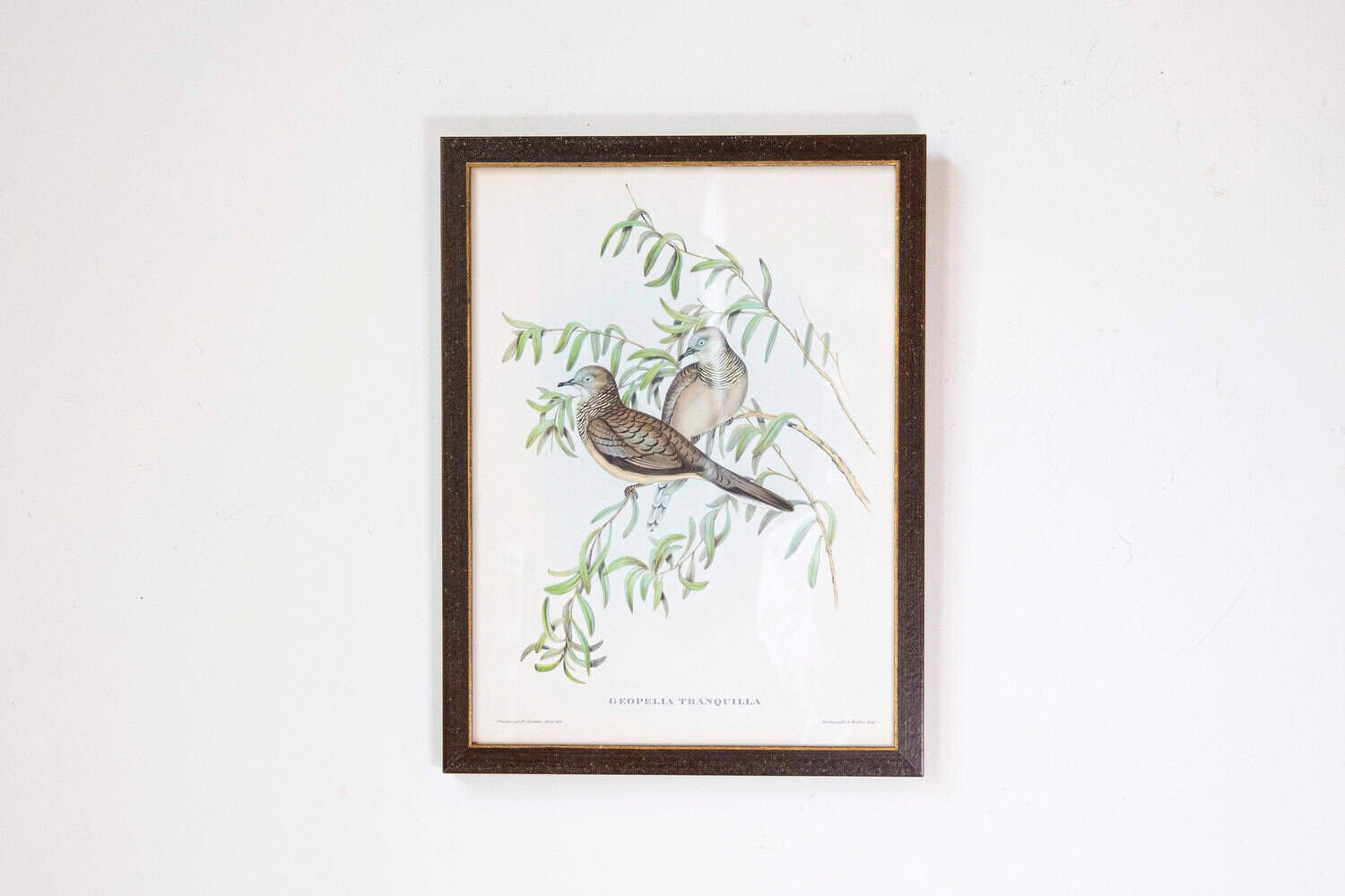Framed 20th Century Gould Bird Prints, 7 Sold Each - JAA