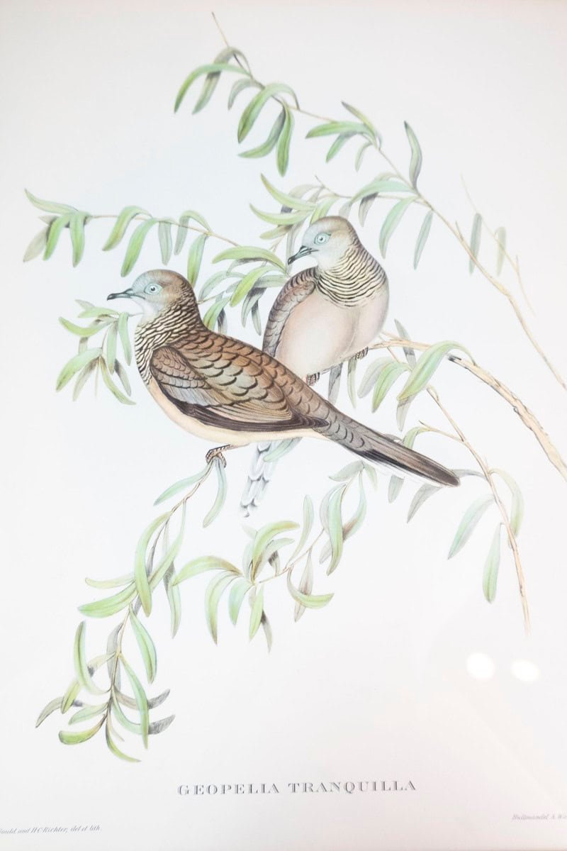 Framed 20th Century Gould Bird Prints, 7 Sold Each - JAA