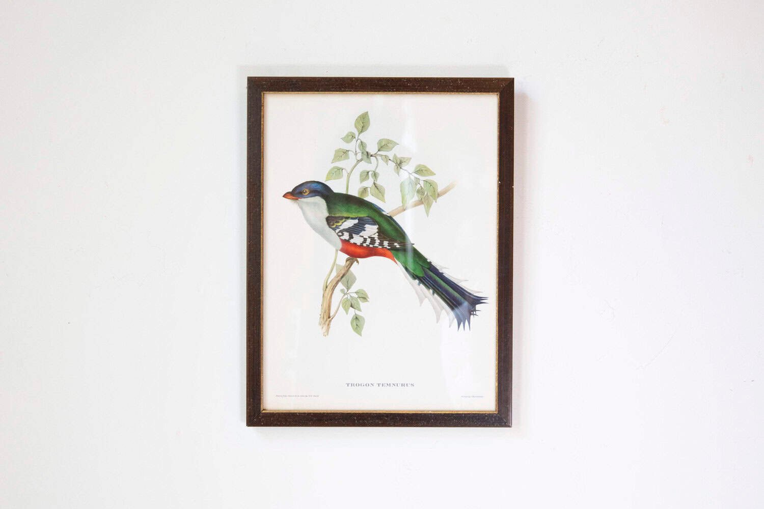 Framed 20th Century Gould Bird Prints, 7 Sold Each - JAA