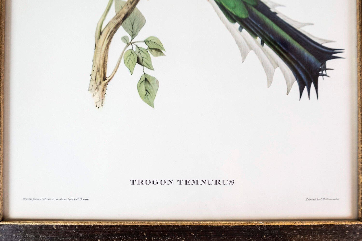 Framed 20th Century Gould Bird Prints, 7 Sold Each - JAA