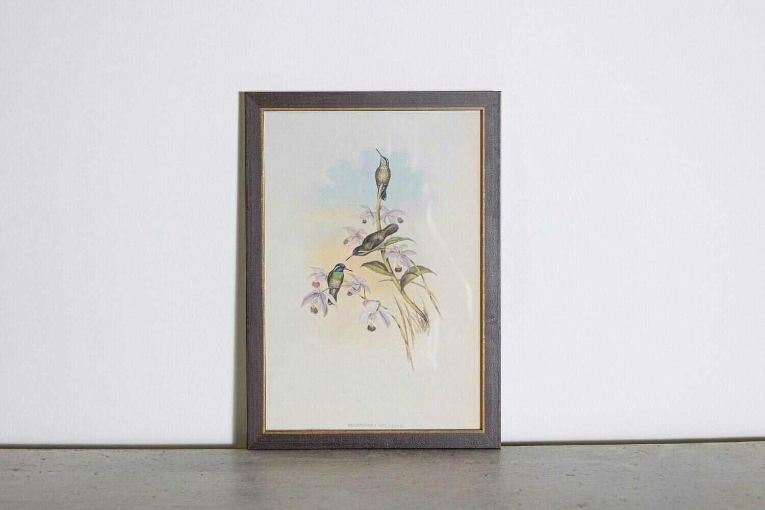 On Hold - 19th Century Bird Print - One of 24 - JAA