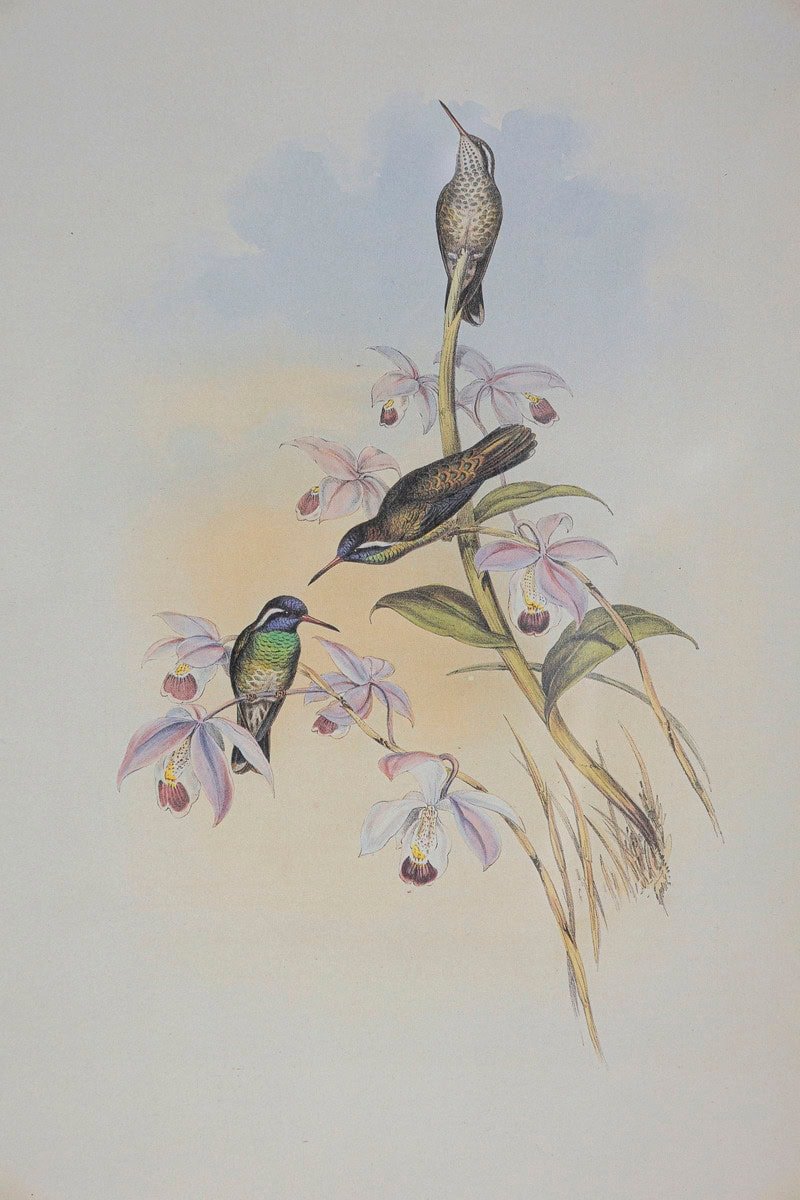 On Hold - 19th Century Bird Print - One of 24 - JAA