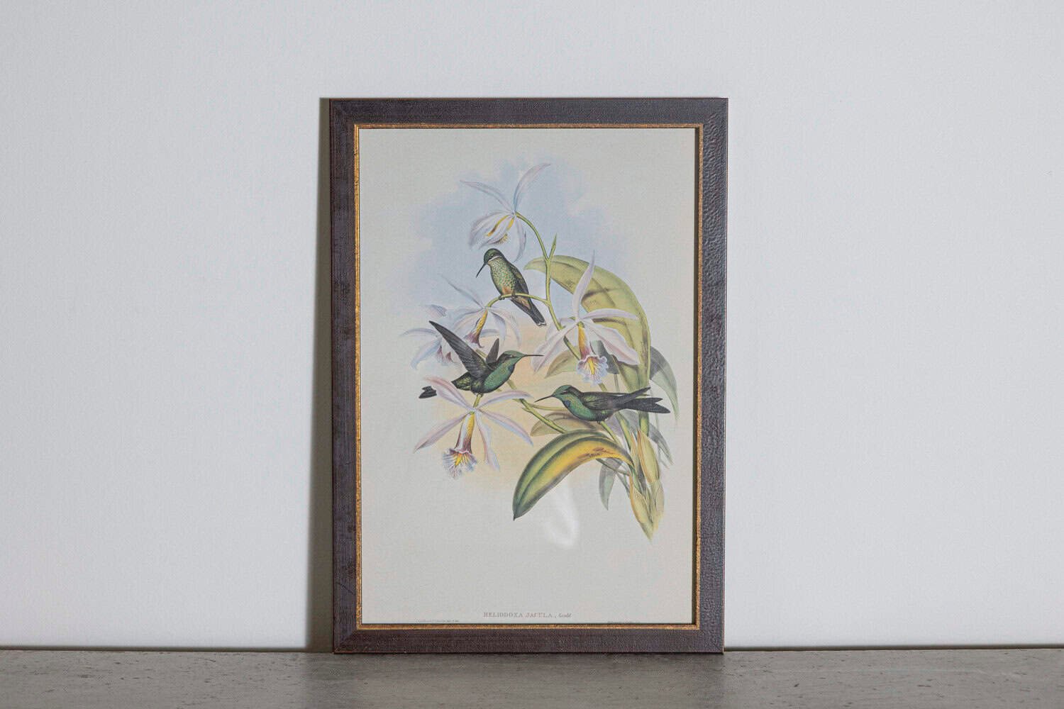 On Hold - 19th Century Bird Print - One of 24 - JAA