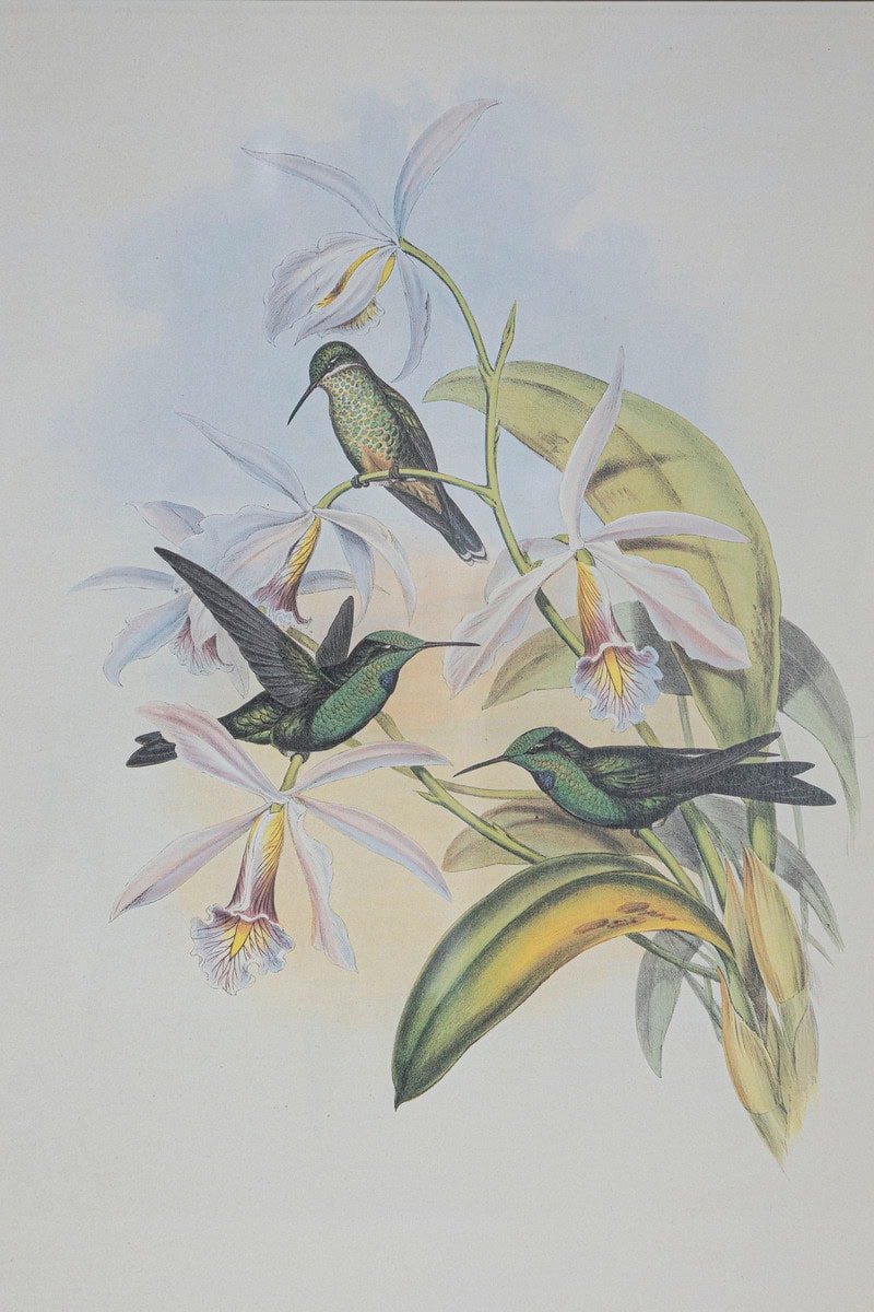 On Hold - 19th Century Bird Print - One of 24 - JAA