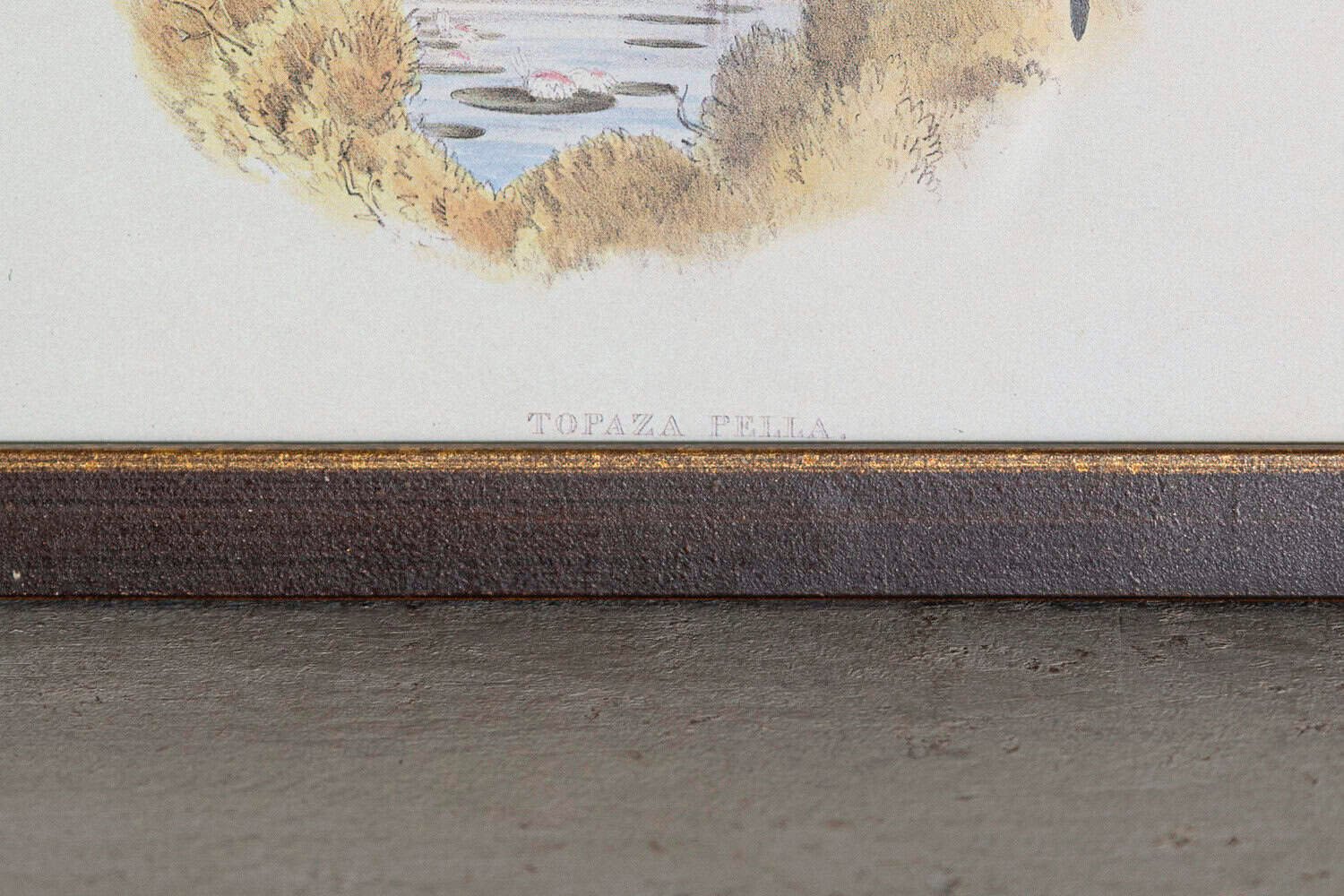 On Hold - 19th Century Bird Print - One of 24 - JAA