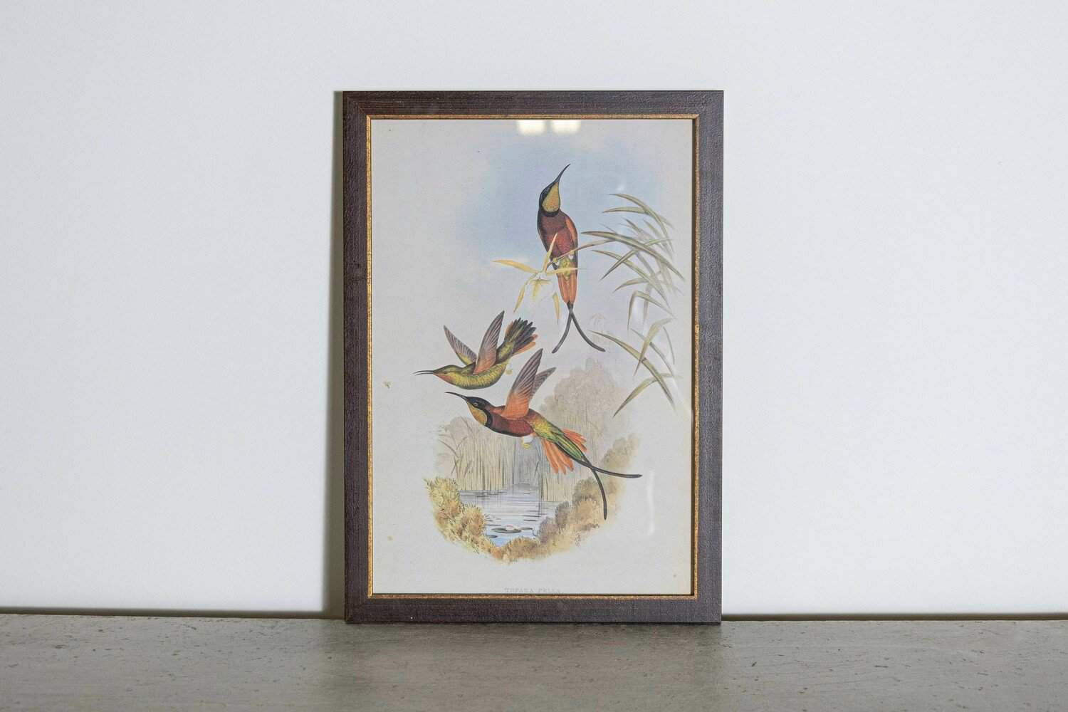 On Hold - 19th Century Bird Print - One of 24 - JAA