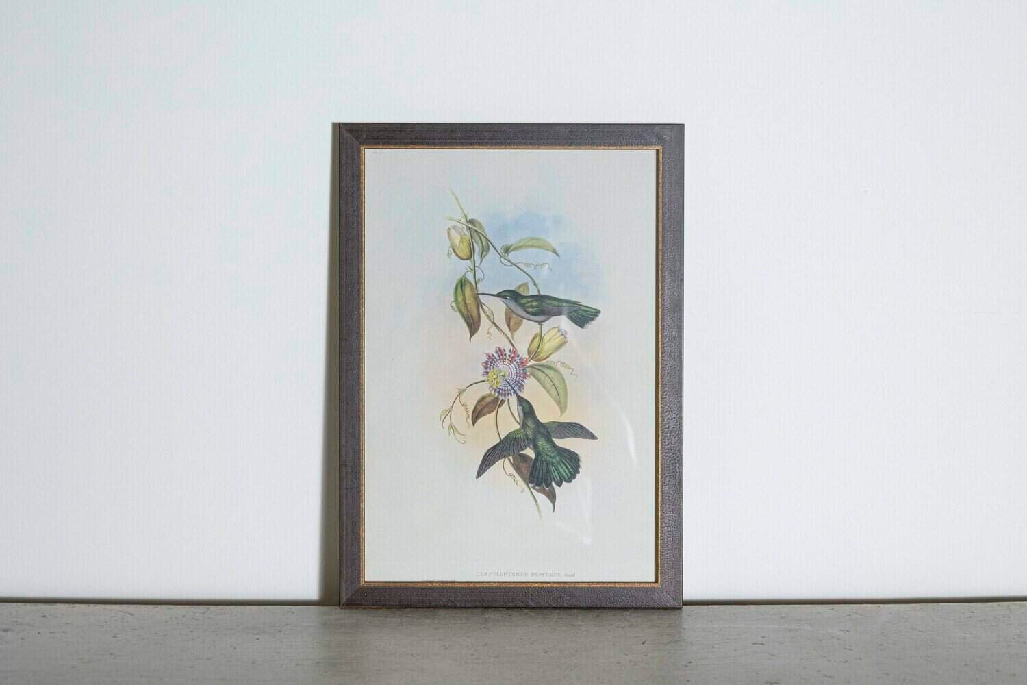 On Hold - 19th Century Bird Print - One of 24 - JAA