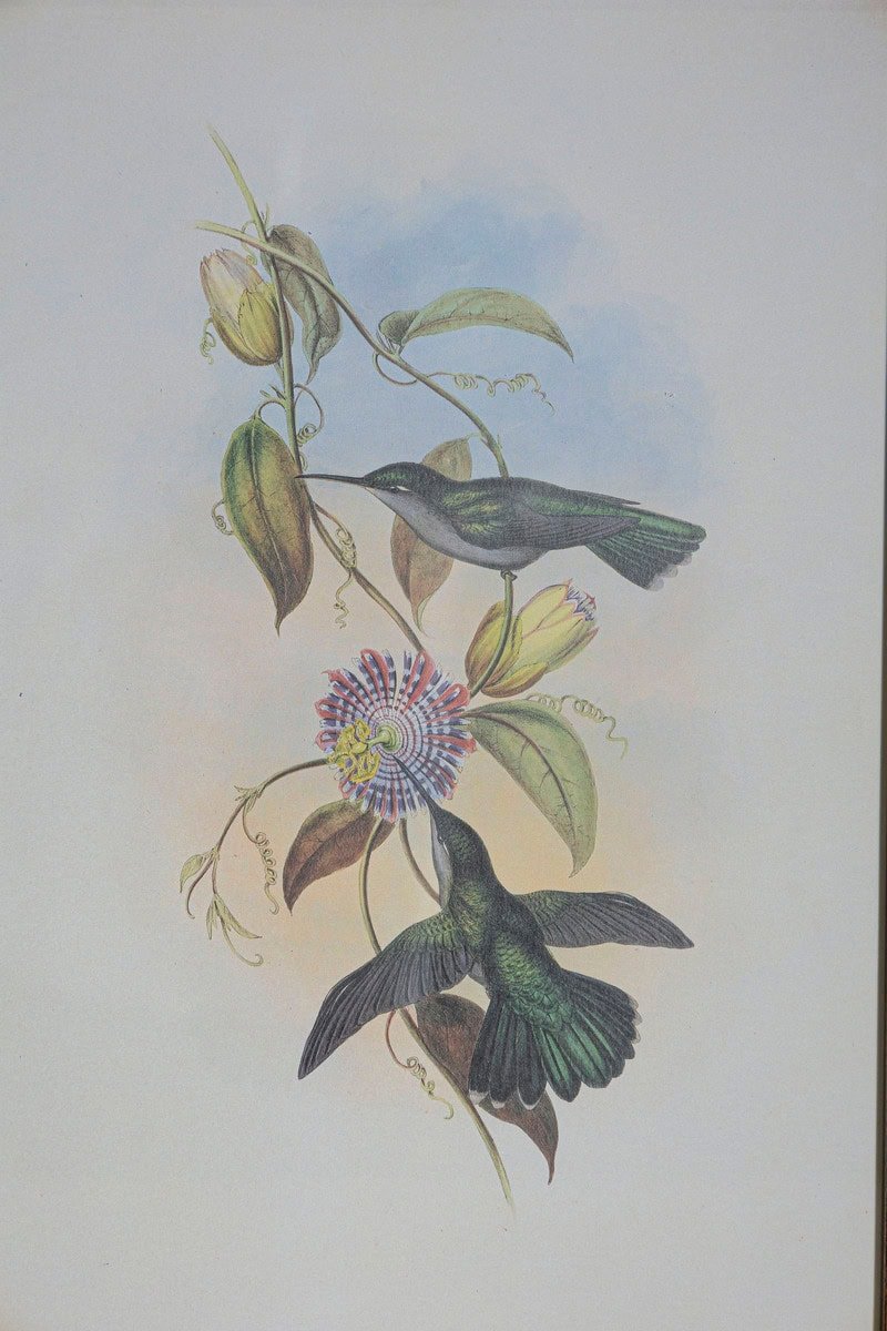 On Hold - 19th Century Bird Print - One of 24 - JAA