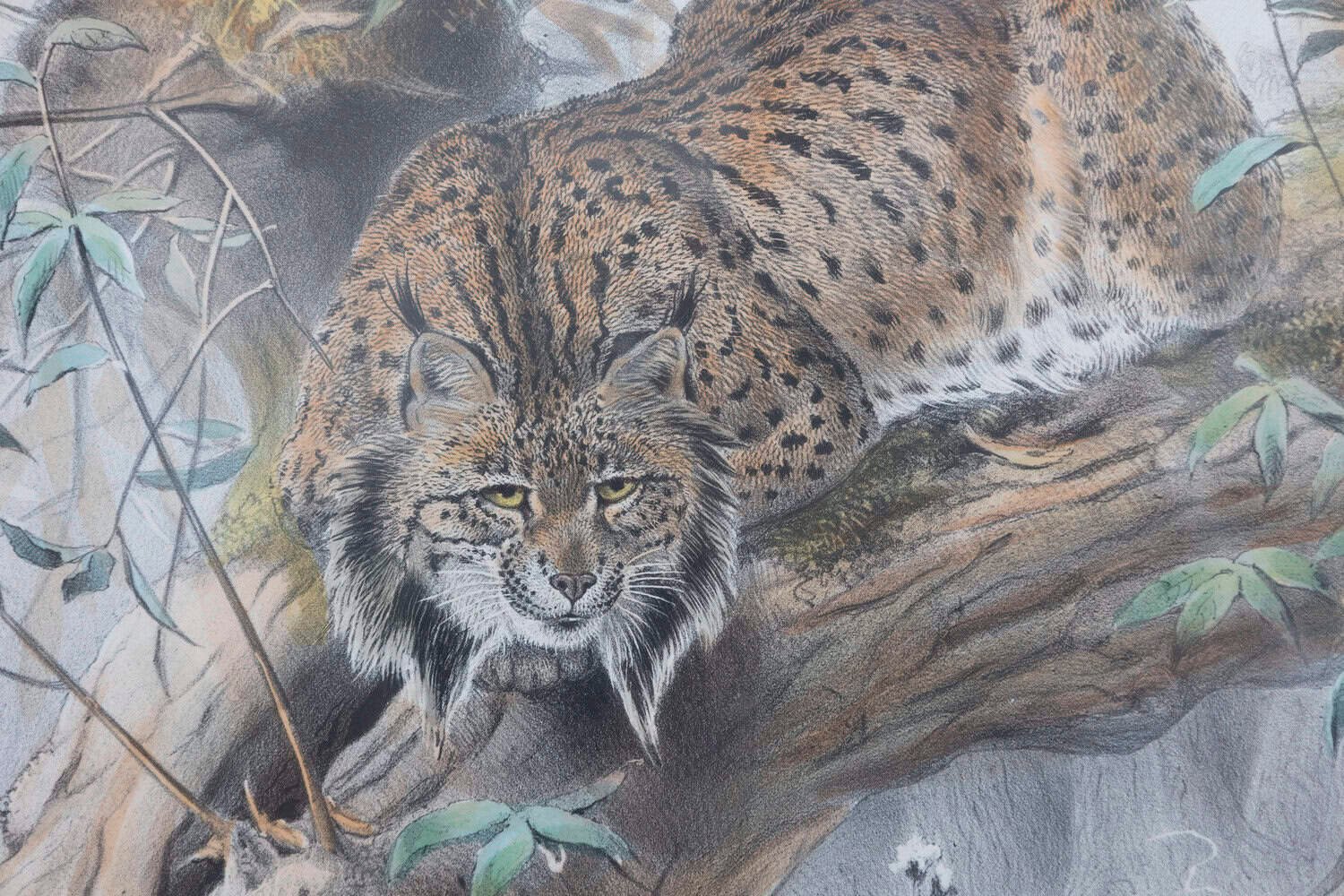 English Victorian 19th Century Hand-Colored Framed Lithograph of a Felis Pardina - JAA