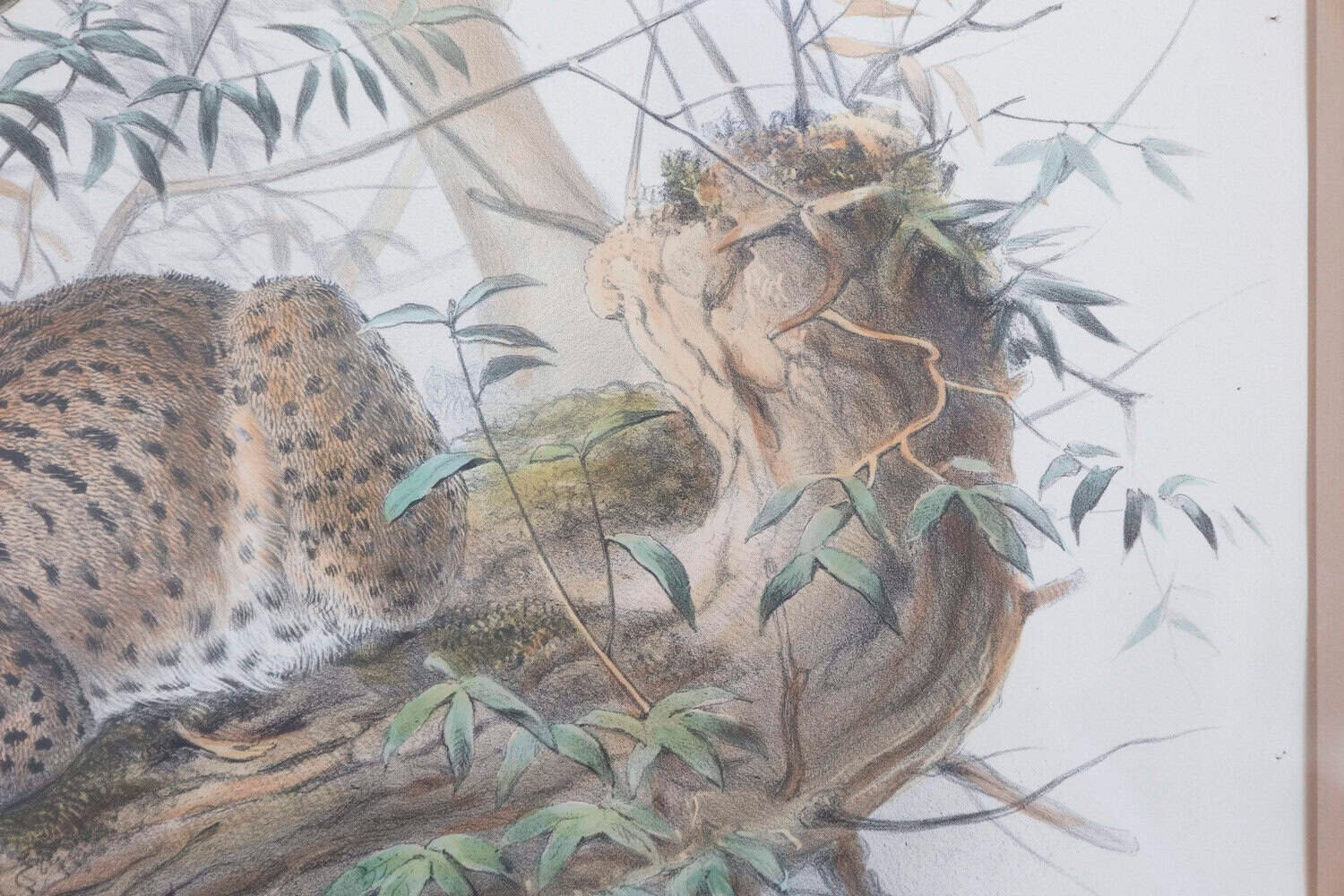 English Victorian 19th Century Hand-Colored Framed Lithograph of a Felis Pardina - JAA