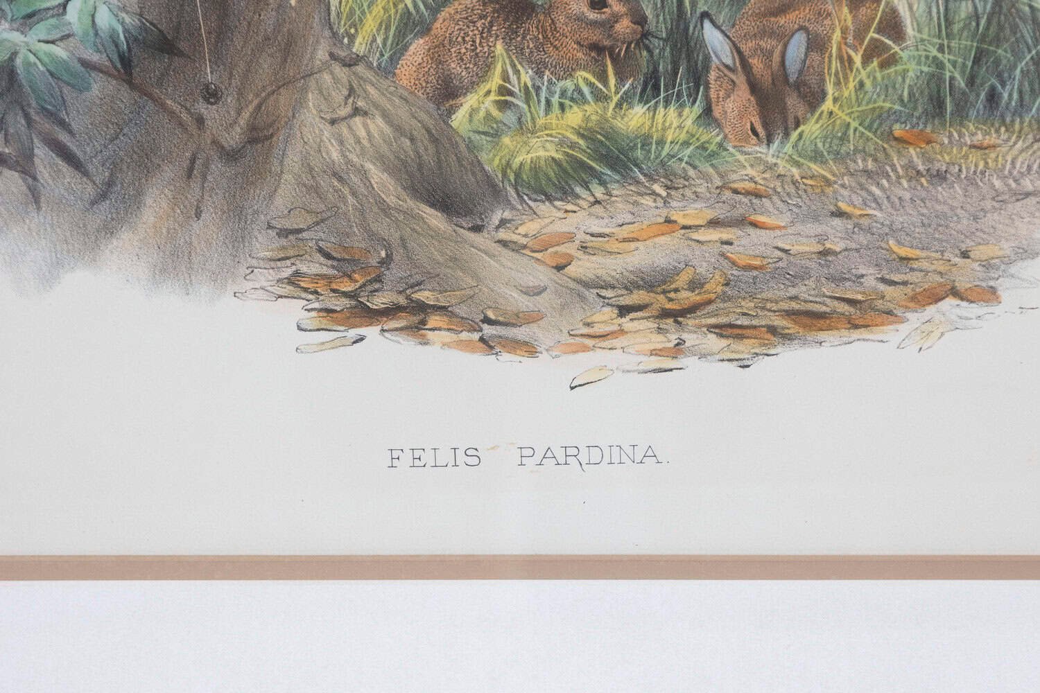 English Victorian 19th Century Hand-Colored Framed Lithograph of a Felis Pardina - JAA