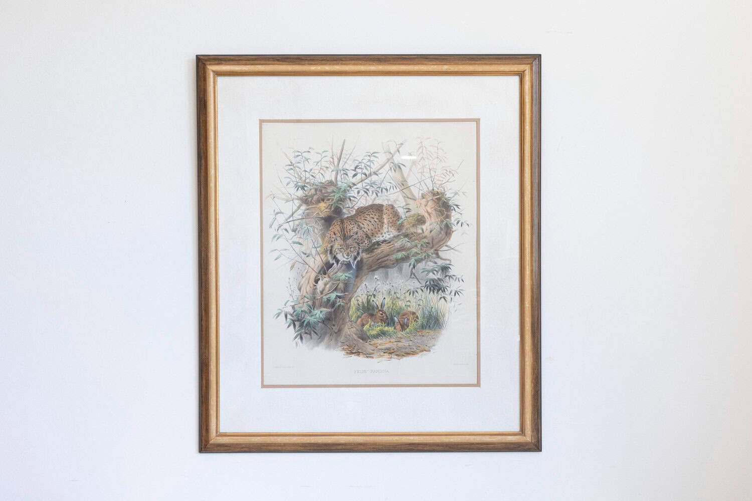 English Victorian 19th Century Hand-Colored Framed Lithograph of a Felis Pardina - JAA