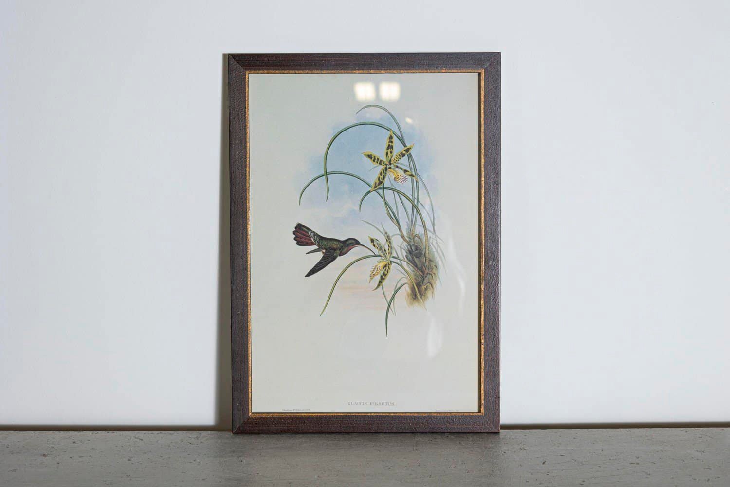 On Hold - 19th Century Bird Print - One of 24 - JAA