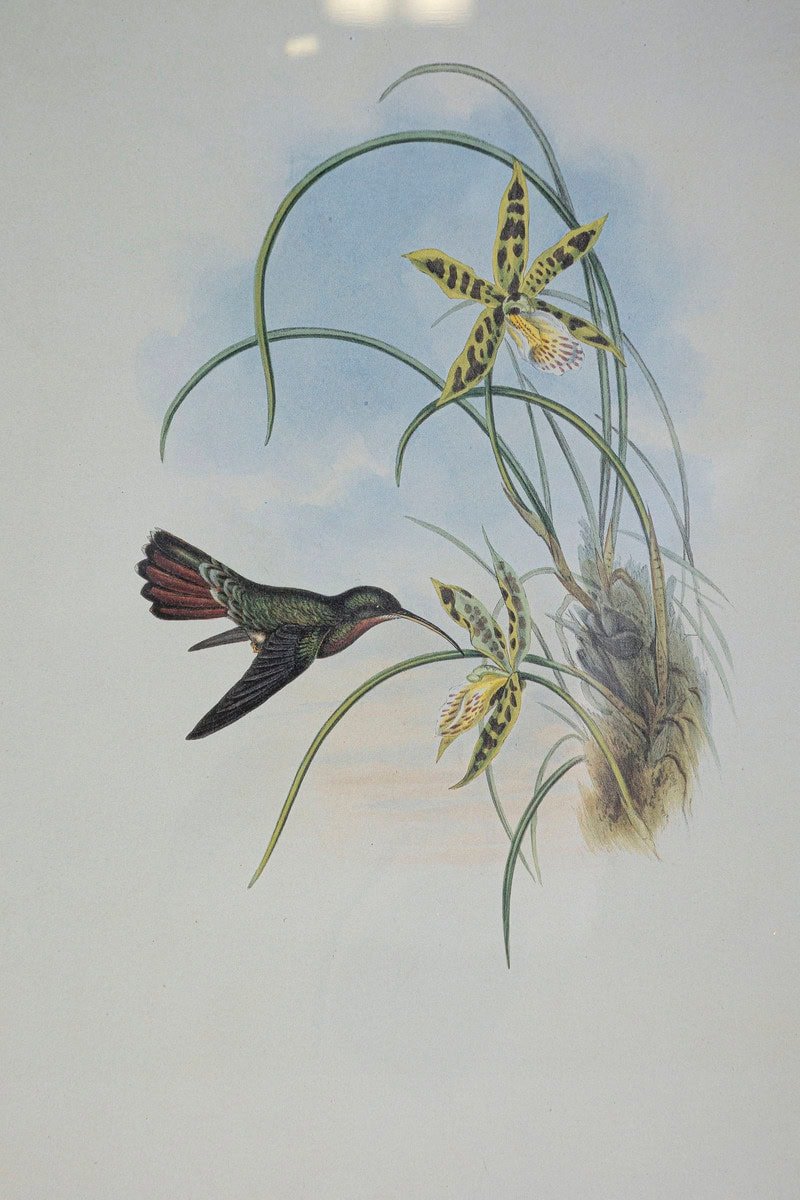 On Hold - 19th Century Bird Print - One of 24 - JAA