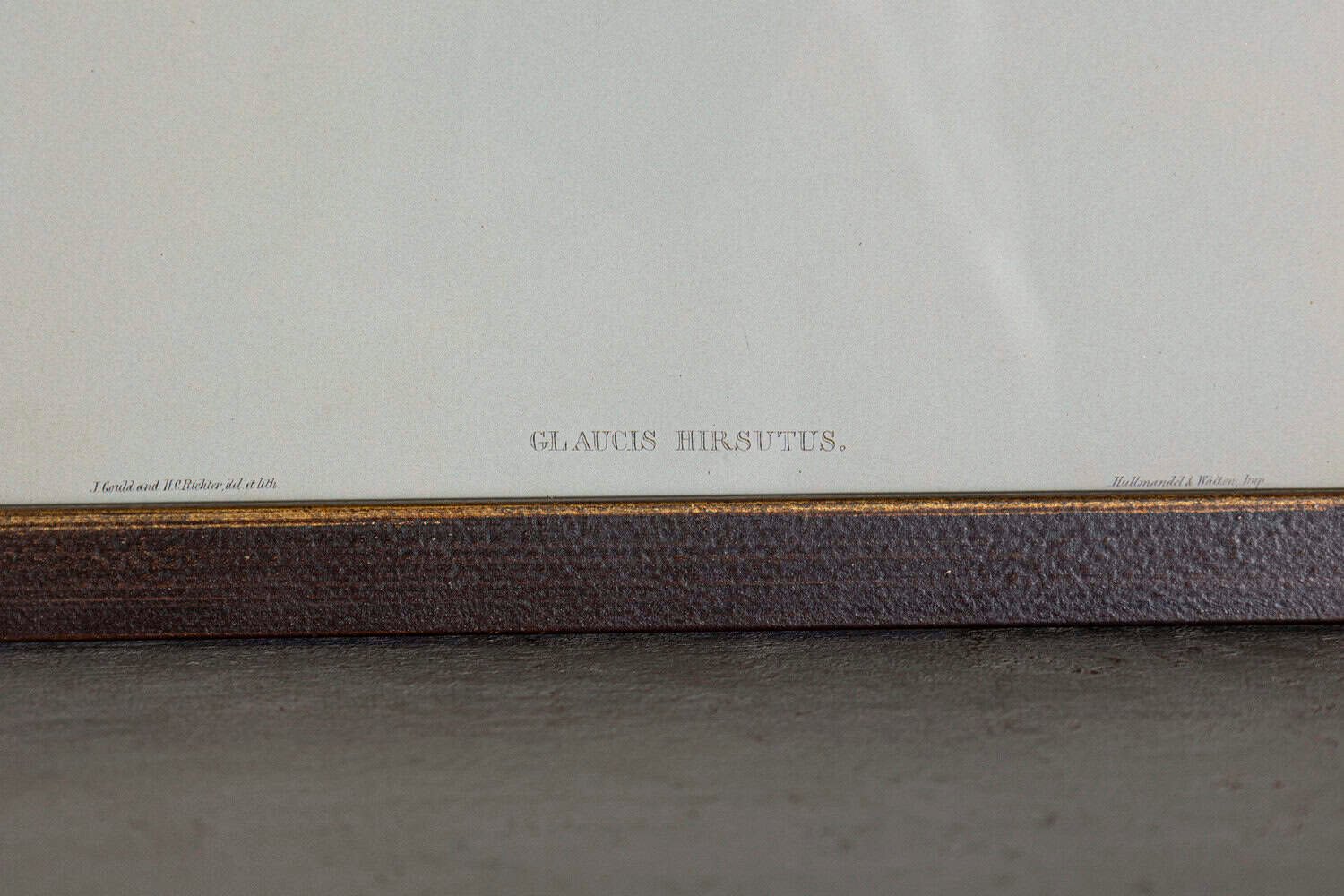 On Hold - 19th Century Bird Print - One of 24 - JAA