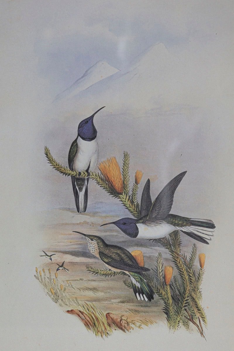 19th Century Bird Print - One of 24 - JAA