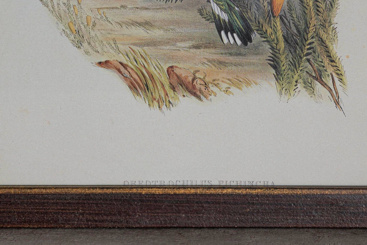 19th Century Bird Print - One of 24 - JAA