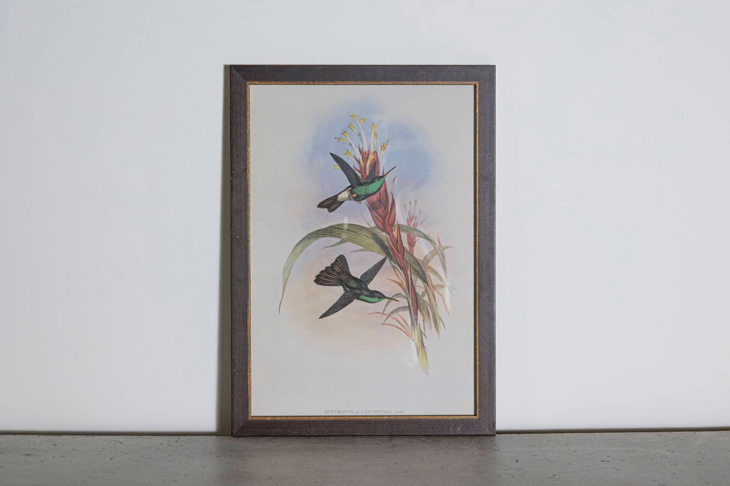 19th Century Bird Print - One of 24 - JAA