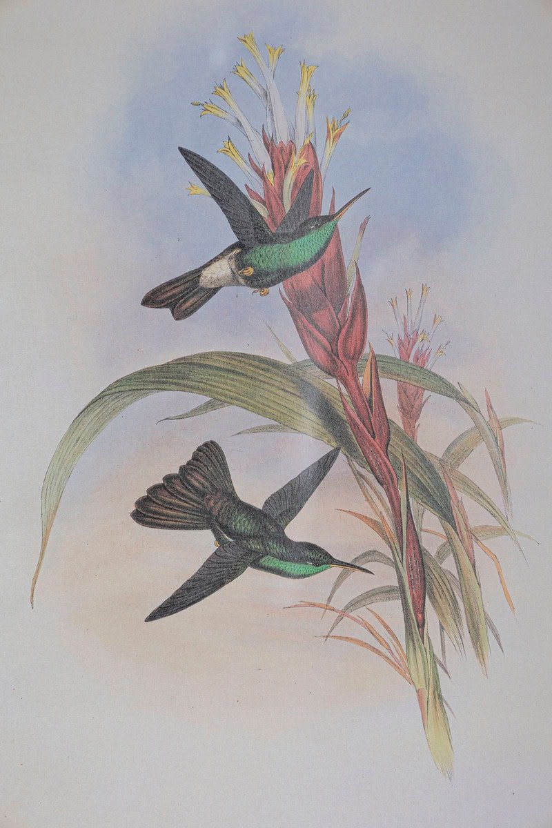 19th Century Bird Print - One of 24 - JAA