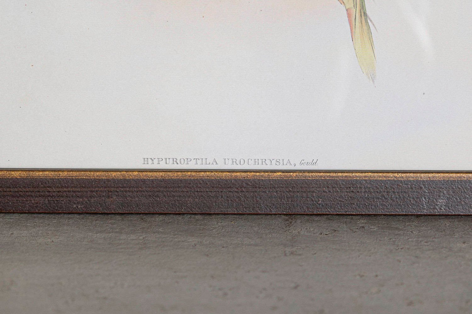 19th Century Bird Print - One of 24 - JAA