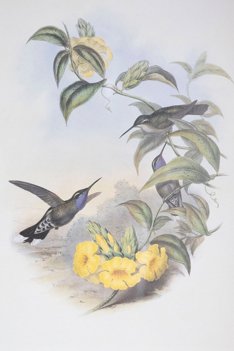 19th Century Bird Print - One of 24 - JAA