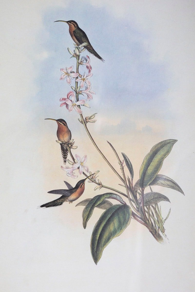 On Hold - 19th Century Bird Print - One of 24 - JAA