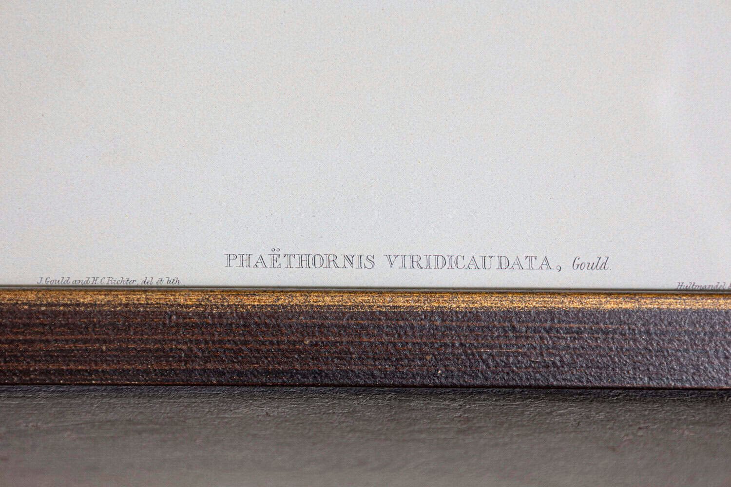 On Hold - 19th Century Bird Print - One of 24 - JAA