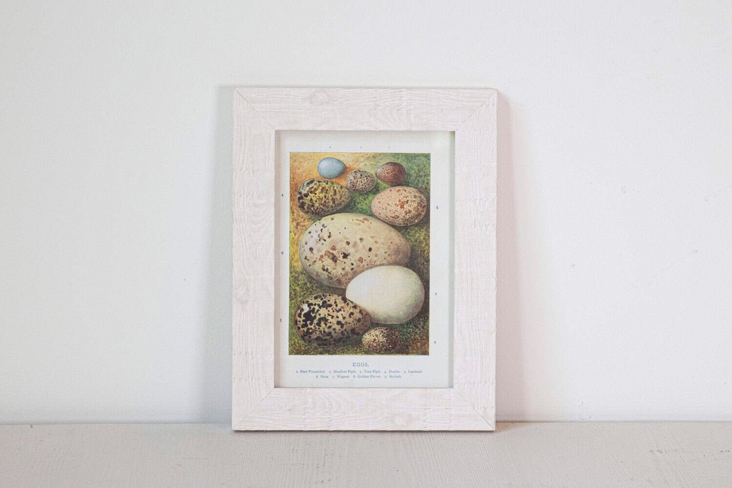 English Egg Prints from the 20th Century in Custom Wooden Frames, Priced Each - JAA