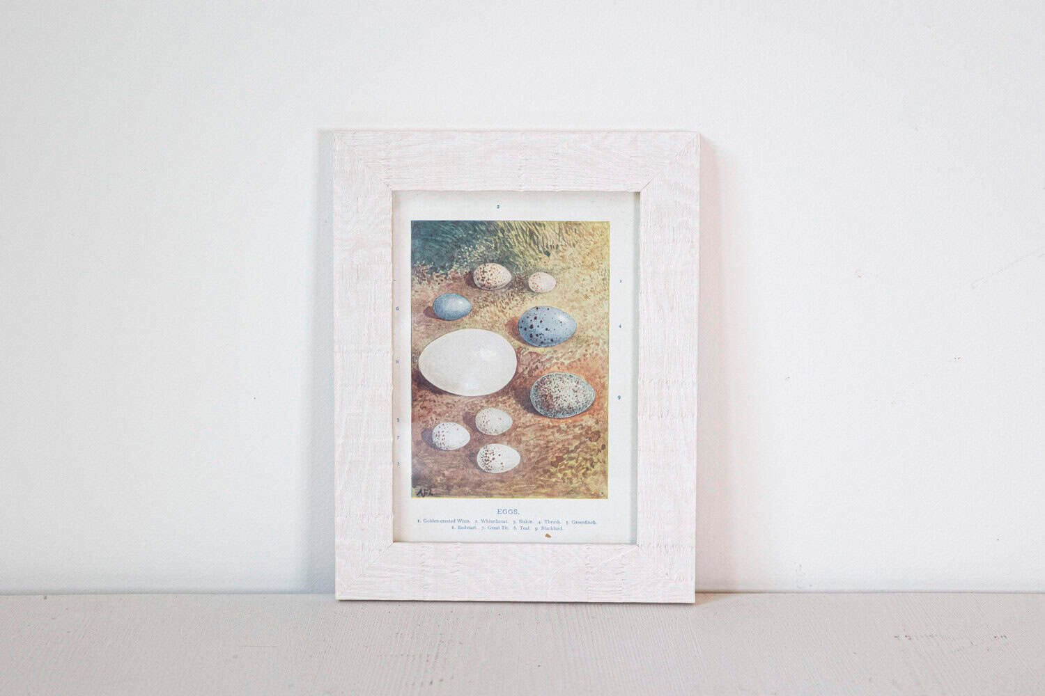 English Egg Prints from the 20th Century in Custom Wooden Frames, Priced Each - JAA