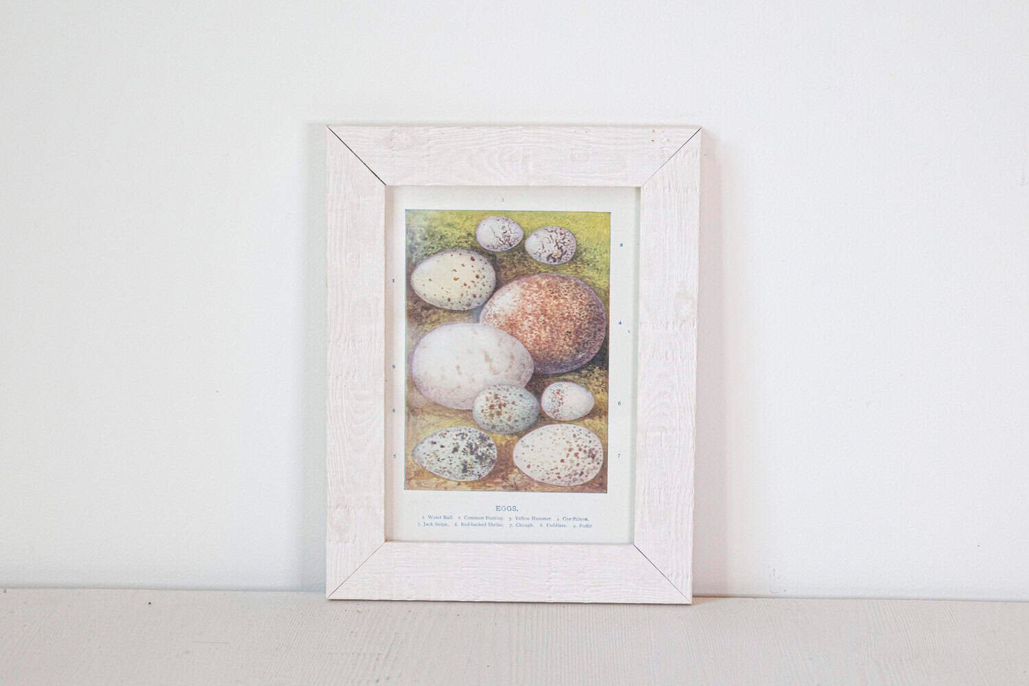 English Egg Prints from the 20th Century in Custom Wooden Frames, Priced Each - JAA