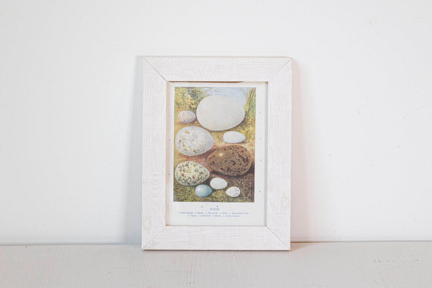 English Egg Prints from the 20th Century in Custom Wooden Frames, Priced Each - JAA