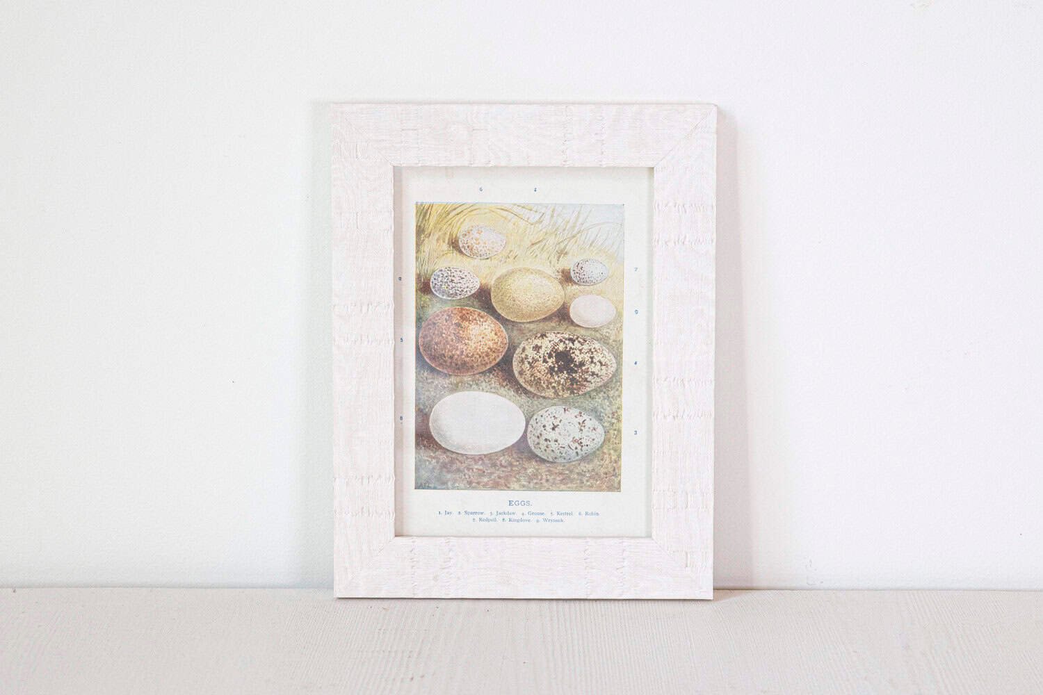 English Egg Prints from the 20th Century in Custom Wooden Frames, Priced Each - JAA