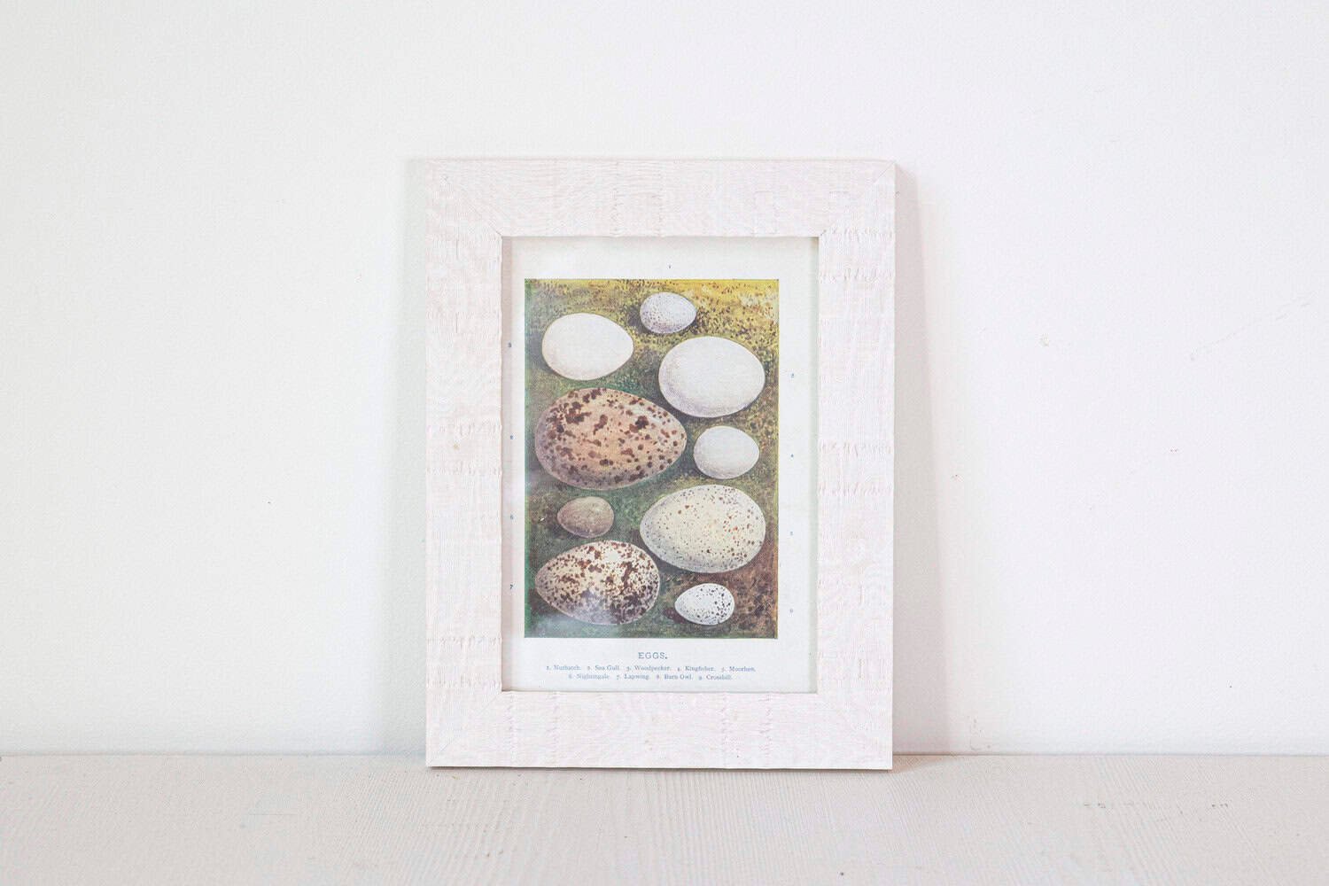 English Egg Prints from the 20th Century in Custom Wooden Frames, Priced Each - JAA