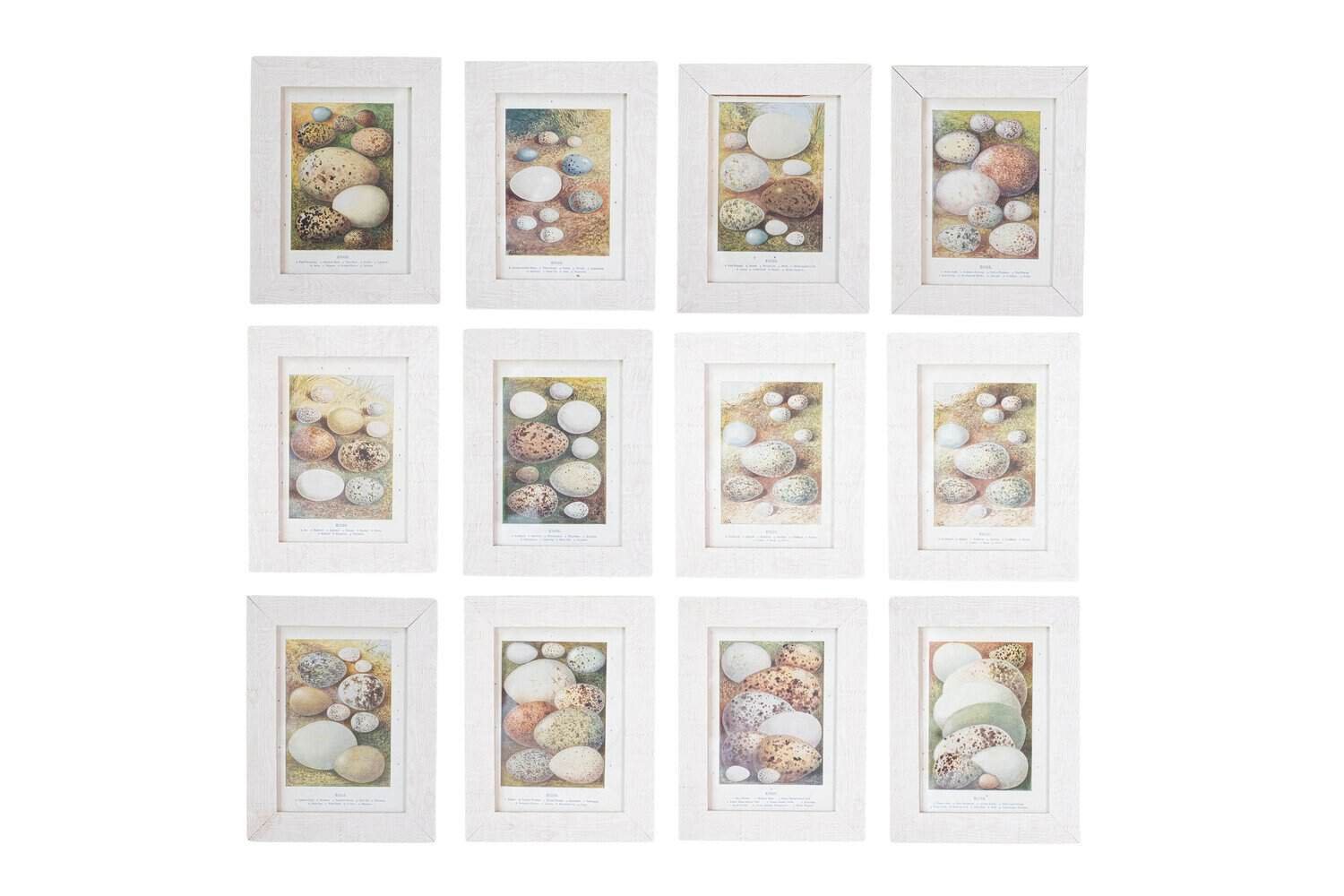 English Egg Prints from the 20th Century in Custom Wooden Frames, Priced Each - JAA