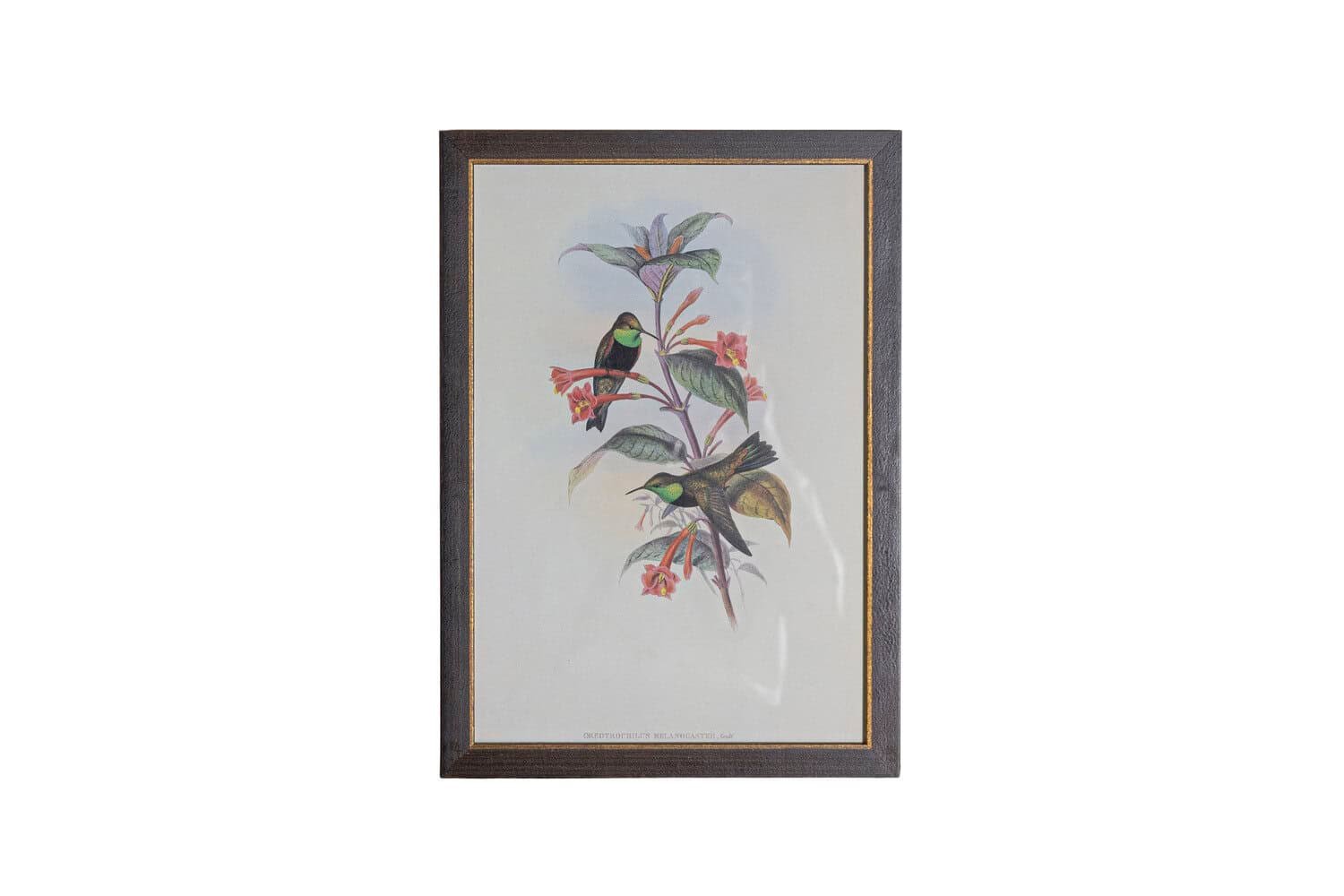 On Trial -19th Century John Gould Hummingbirds prints. - JAA