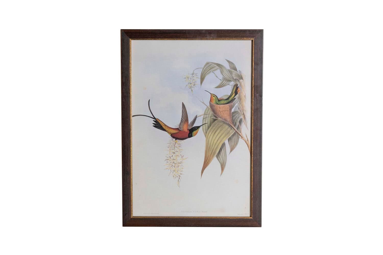 On Trial -19th Century John Gould Hummingbirds prints. - JAA