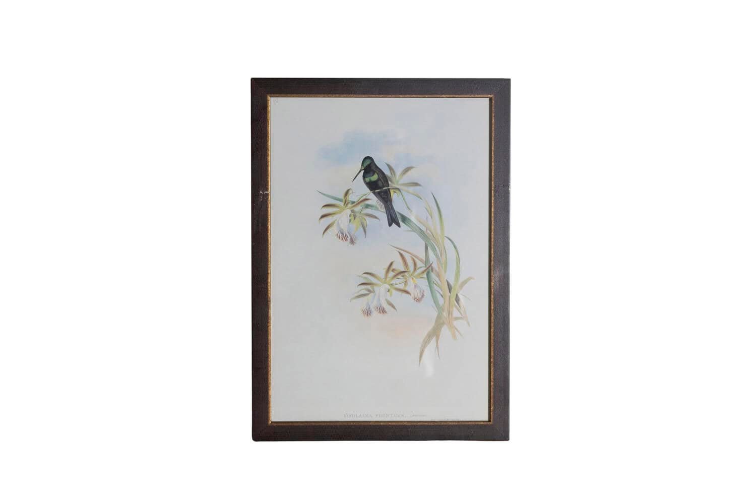 On Trial -19th Century John Gould Hummingbirds prints. - JAA
