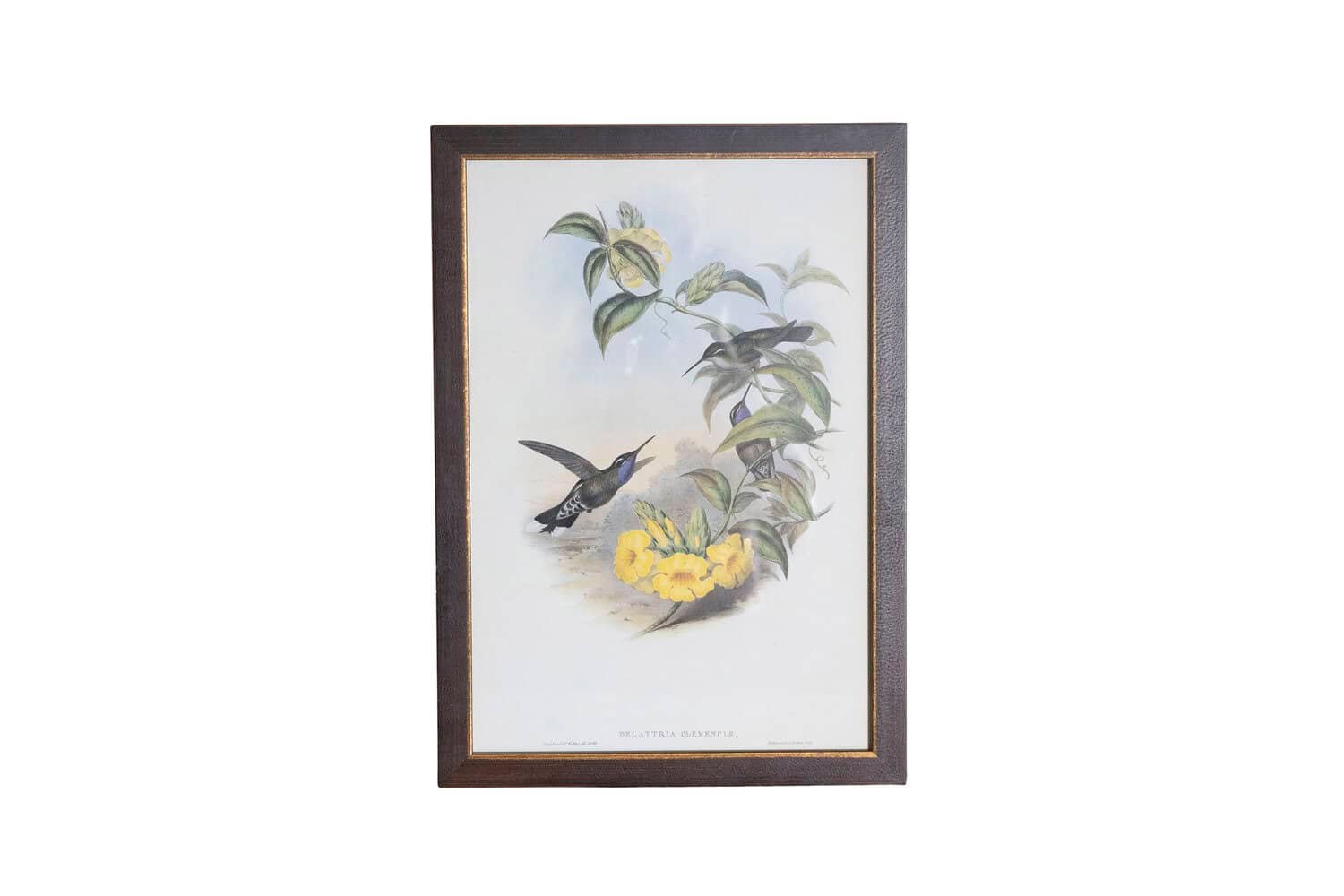 On Trial -19th Century John Gould Hummingbirds prints. - JAA