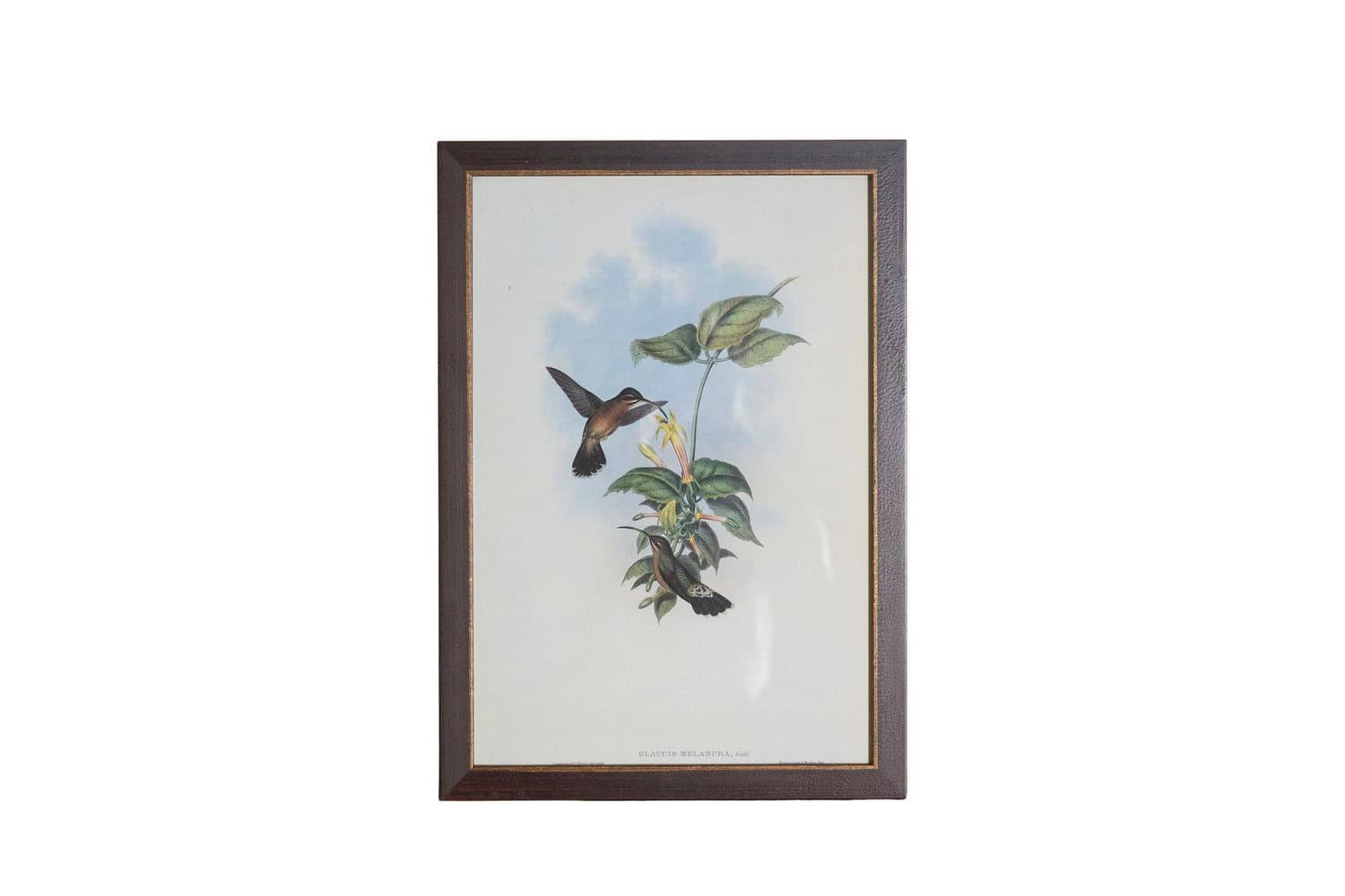 On Trial -19th Century John Gould Hummingbirds prints. - JAA