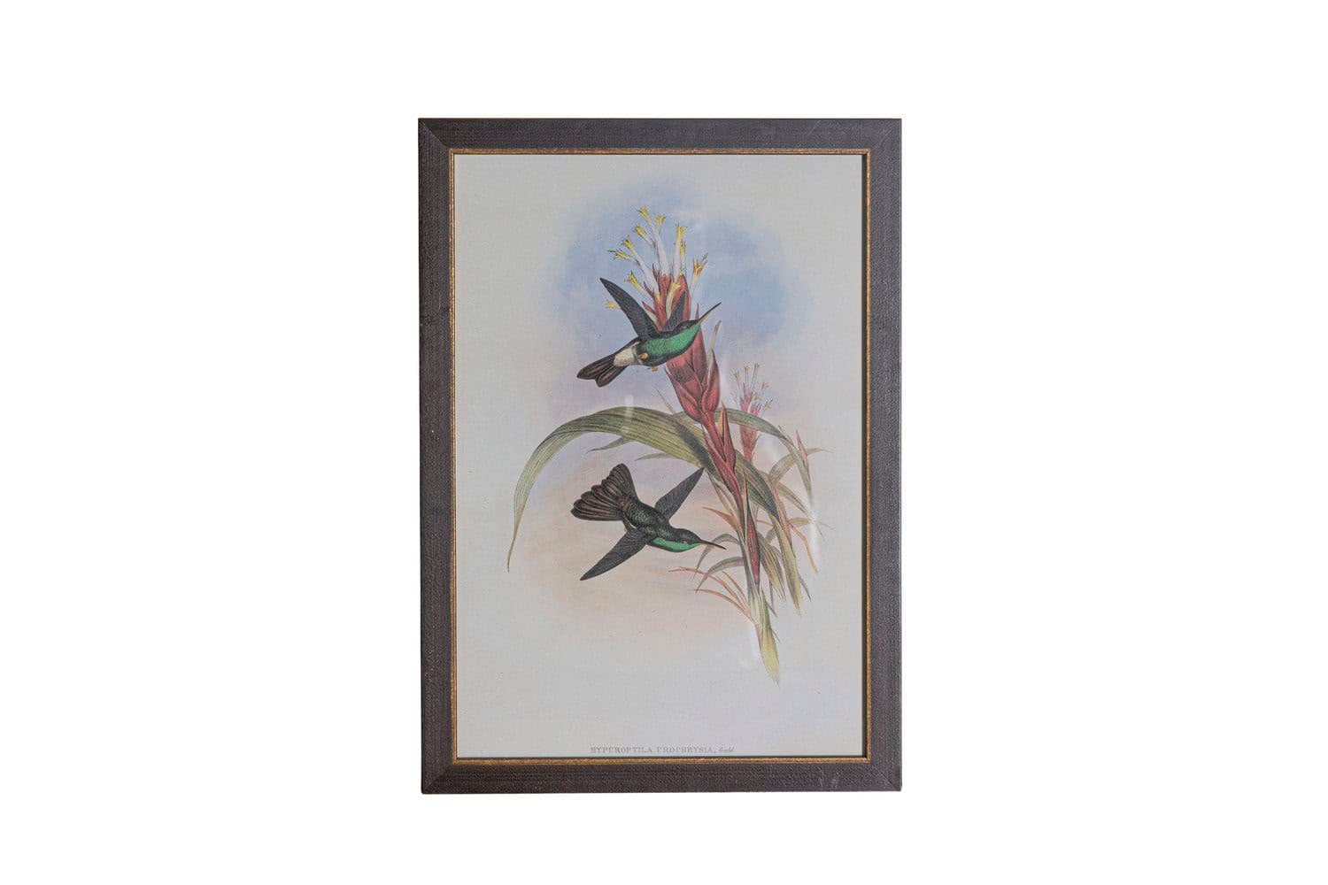 On Trial -19th Century John Gould Hummingbirds prints. - JAA