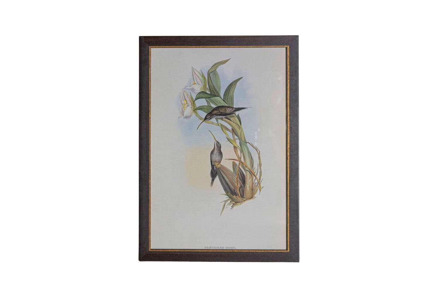 On Trial -19th Century John Gould Hummingbirds prints. - JAA