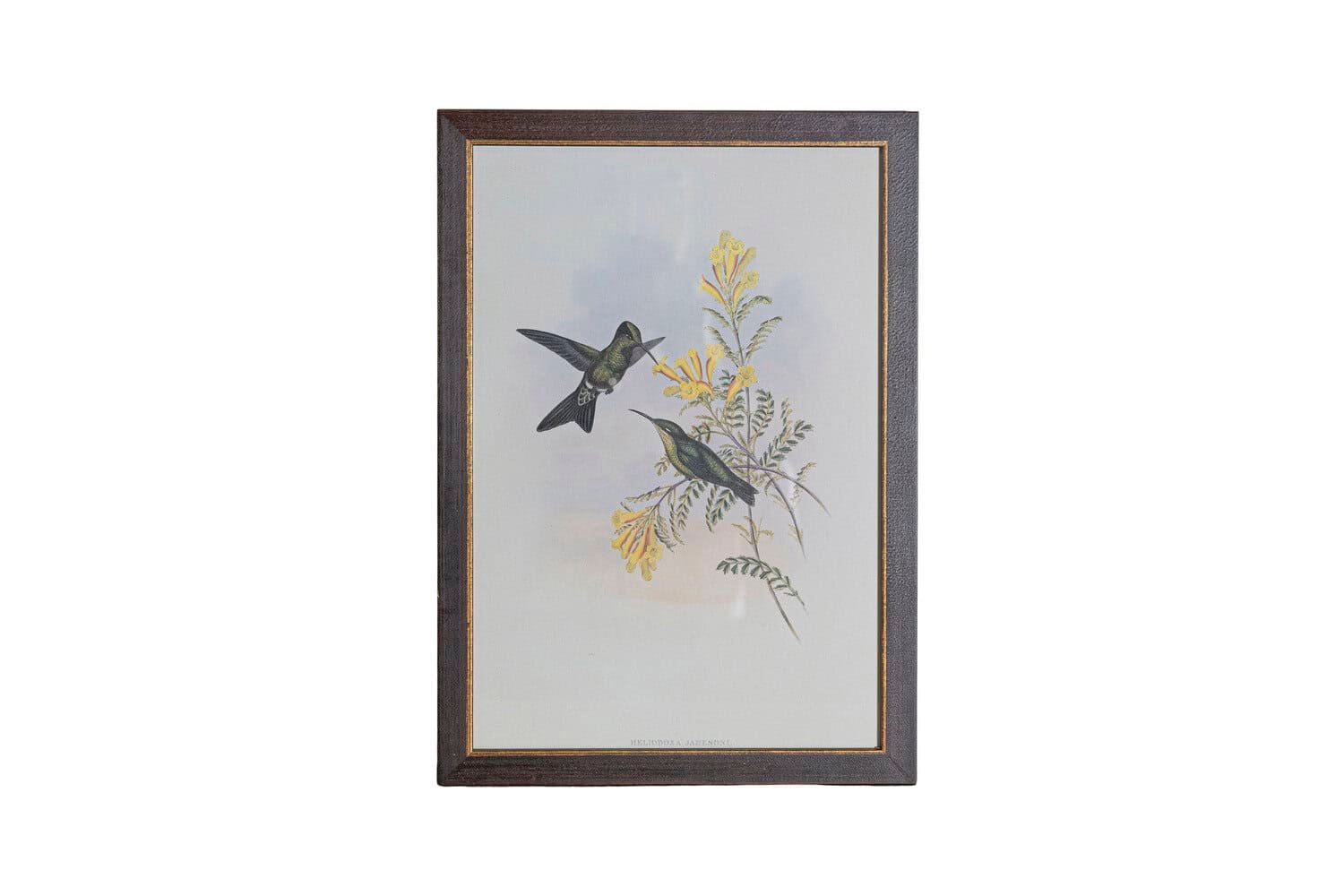 On Trial -19th Century John Gould Hummingbirds prints. - JAA
