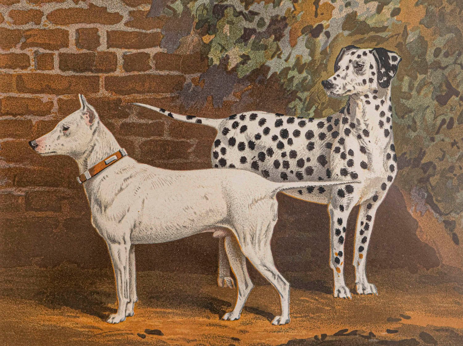 Cassell, Petter, Galpin & Co Chromolithograph Dog Prints in Black Frames - JAA