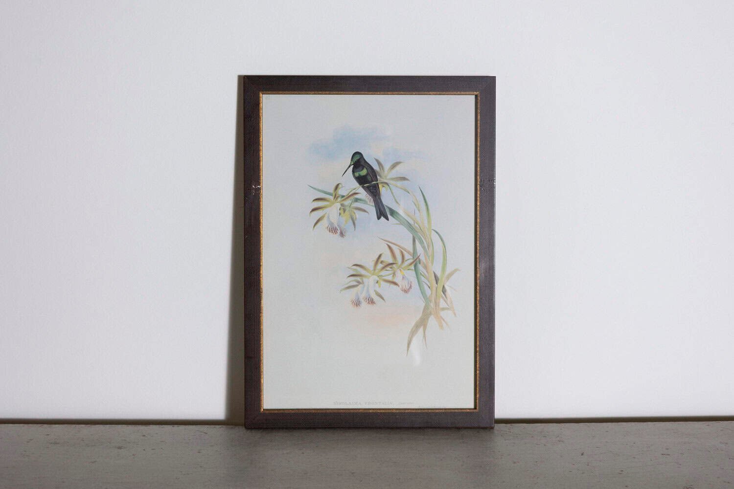 19th Century Bird Print - One of 24 - JAA