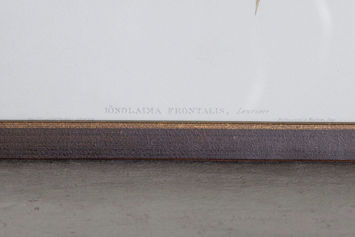 19th Century Bird Print - One of 24 - JAA